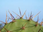 prickles on cactus